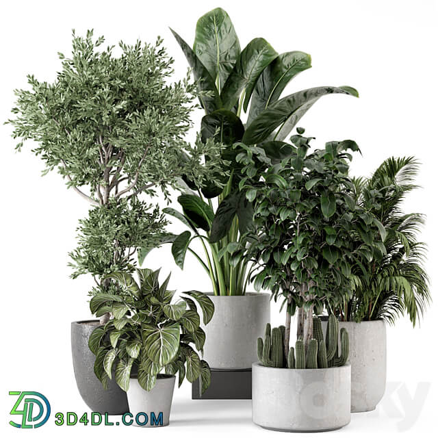 Indoor Plants in rusty Concrete Pot Set 584 3D Models