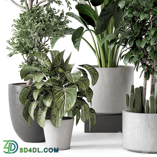 Indoor Plants in rusty Concrete Pot Set 584 3D Models