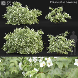 Philadelphus 3D Models 