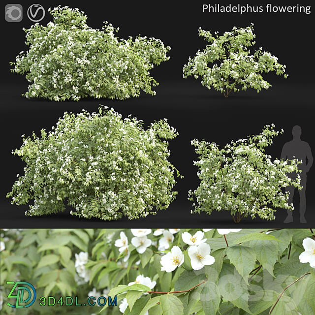 Philadelphus 3D Models