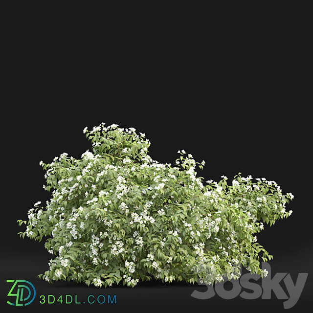 Philadelphus 3D Models