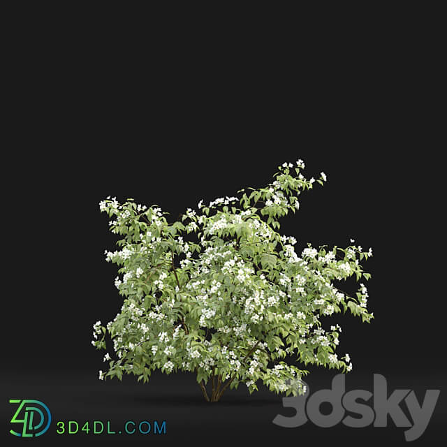 Philadelphus 3D Models