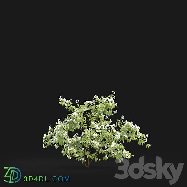 Philadelphus 3D Models