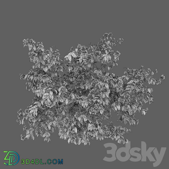 Philadelphus 3D Models