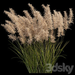 Pampas grass 3D Models 