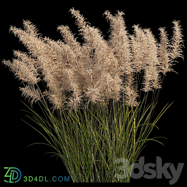 Pampas grass 3D Models