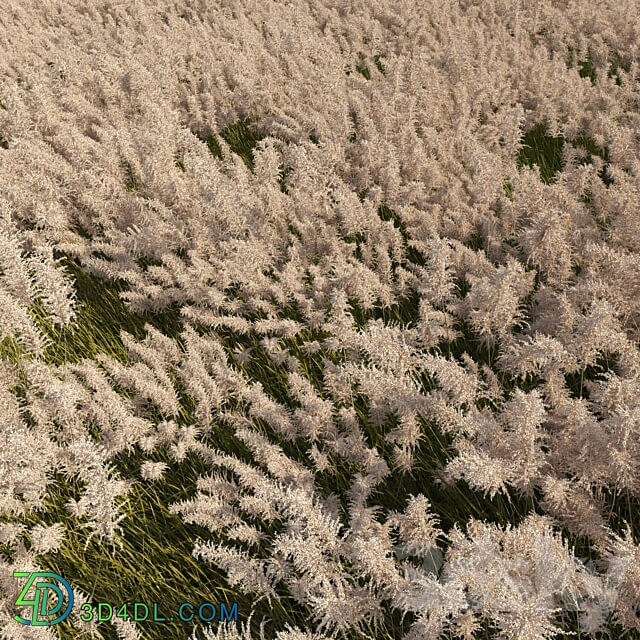 Pampas grass 3D Models