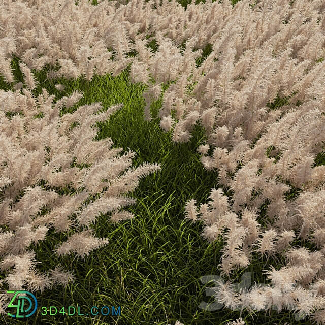 Pampas grass 3D Models