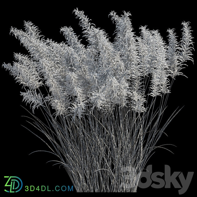 Pampas grass 3D Models