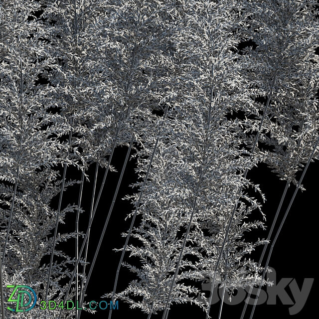 Pampas grass 3D Models