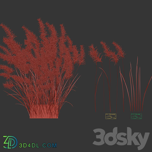 Pampas grass 3D Models