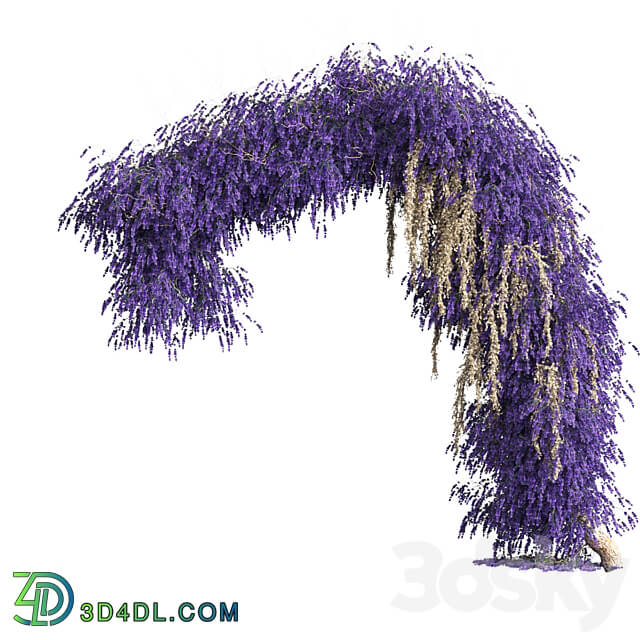 Arch of lavender flowers Fitowall 3D Models