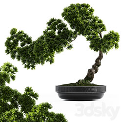 Bonsai plant 3D Models 