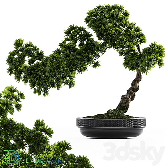 Bonsai plant 3D Models