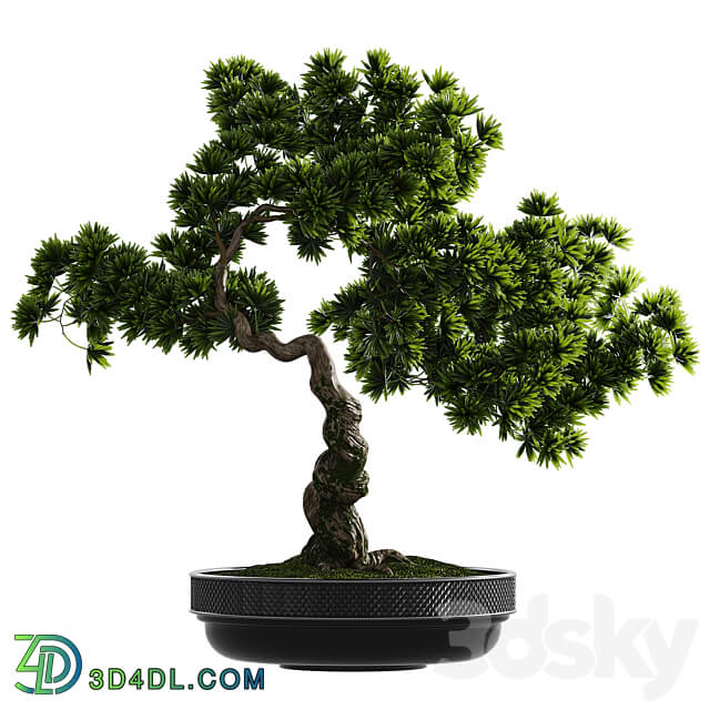 Bonsai plant 3D Models