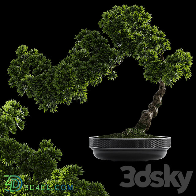 Bonsai plant 3D Models