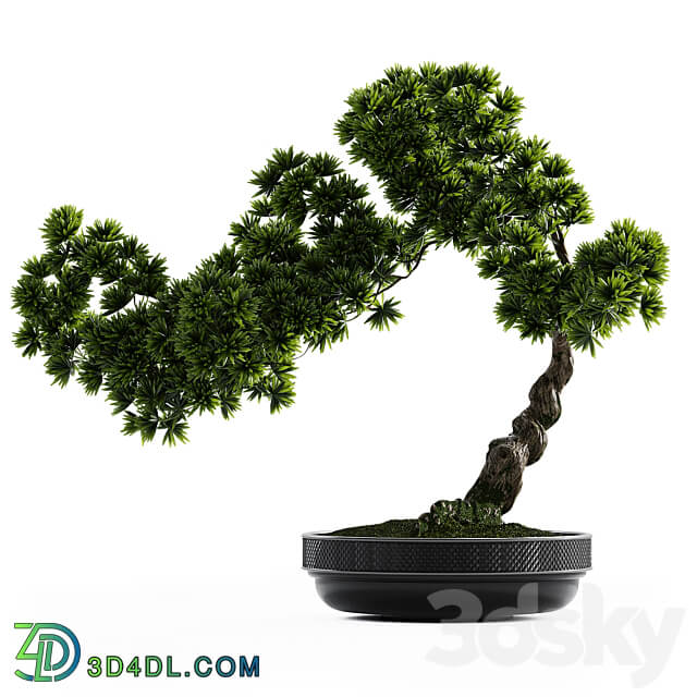 Bonsai plant 3D Models