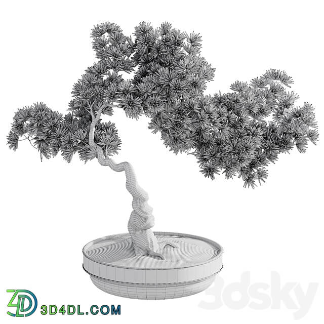 Bonsai plant 3D Models