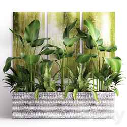 The collection of plants in pots 16. green painting calathea lutea asplenium bushes pot flowerpot concrete 3D Models 