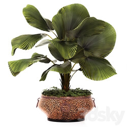 LicualaLicuala orbicularis Licuala ornamental palm tree pot flowerpot office copper copper flowerpot 3D Models 