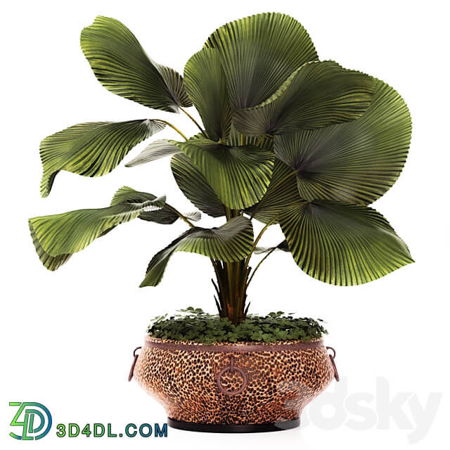 LicualaLicuala orbicularis Licuala ornamental palm tree pot flowerpot office copper copper flowerpot 3D Models