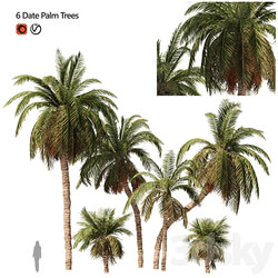 6 Arbian Date Palm Trees 3D Models 
