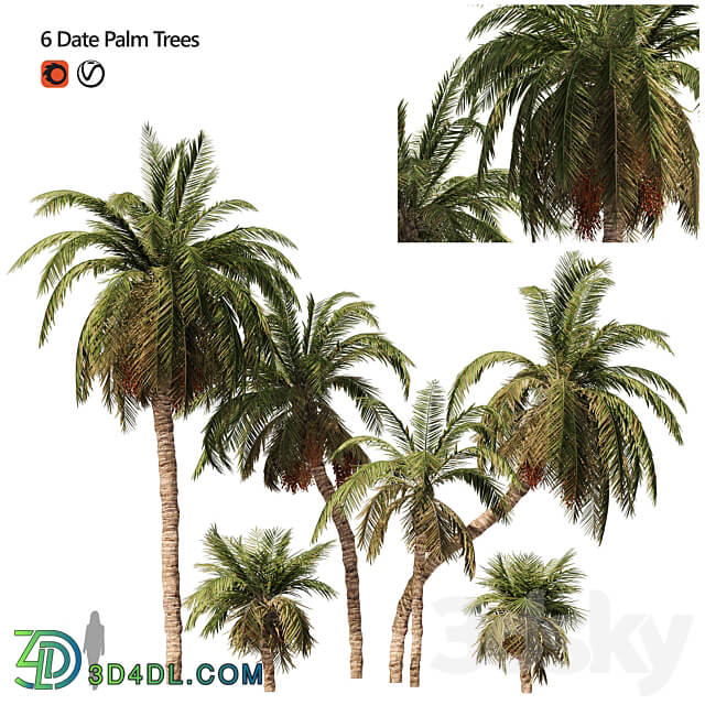 6 Arbian Date Palm Trees 3D Models