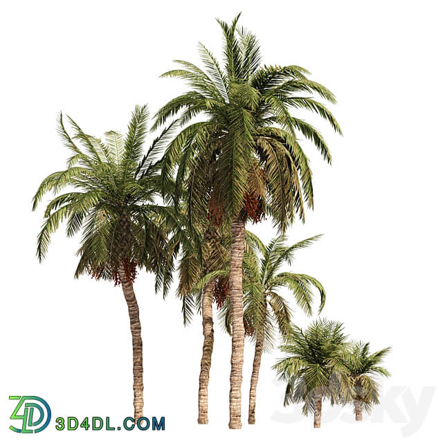 6 Arbian Date Palm Trees 3D Models