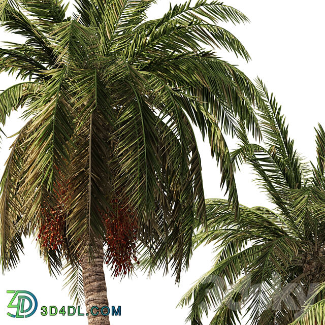 6 Arbian Date Palm Trees 3D Models