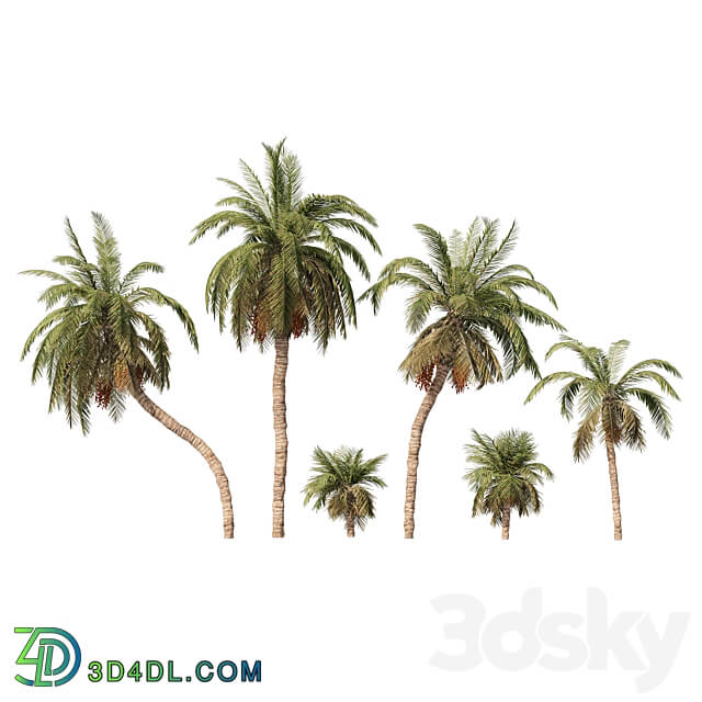 6 Arbian Date Palm Trees 3D Models