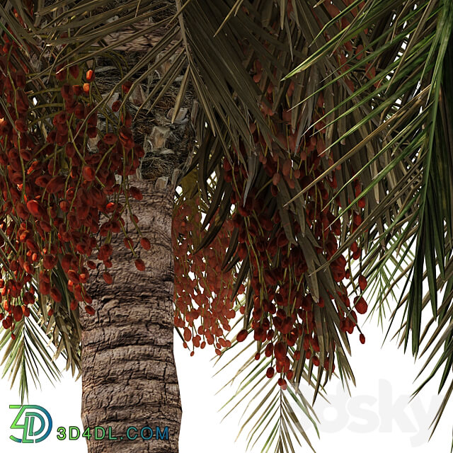 6 Arbian Date Palm Trees 3D Models