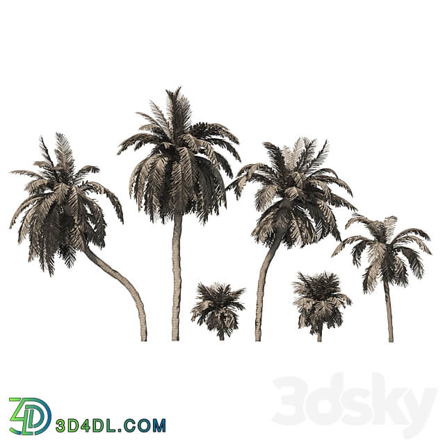 6 Arbian Date Palm Trees 3D Models