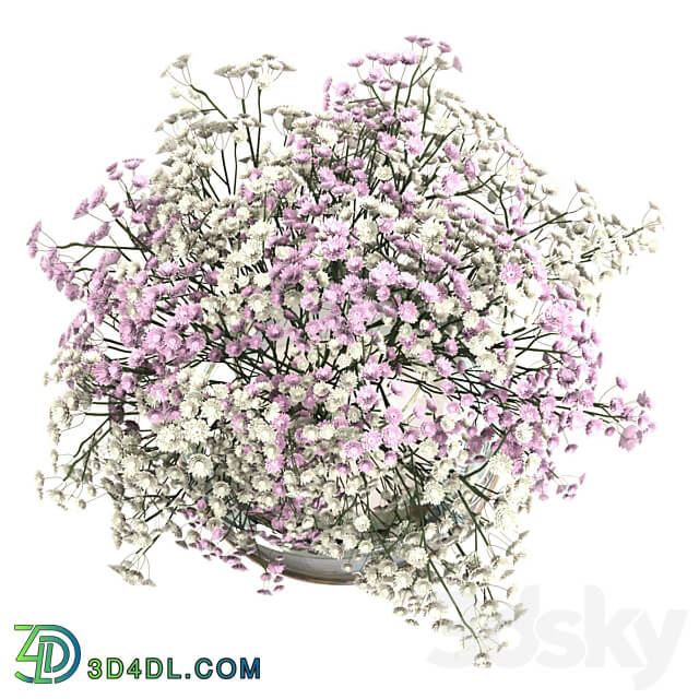 Bouquet of white and pink gypsophila 3D Models