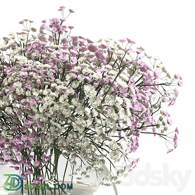 Bouquet of white and pink gypsophila 3D Models