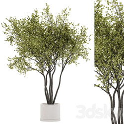 indoor plant set 31 3D Models 