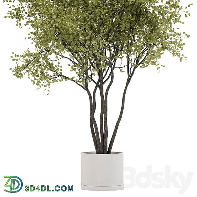 indoor plant set 31 3D Models