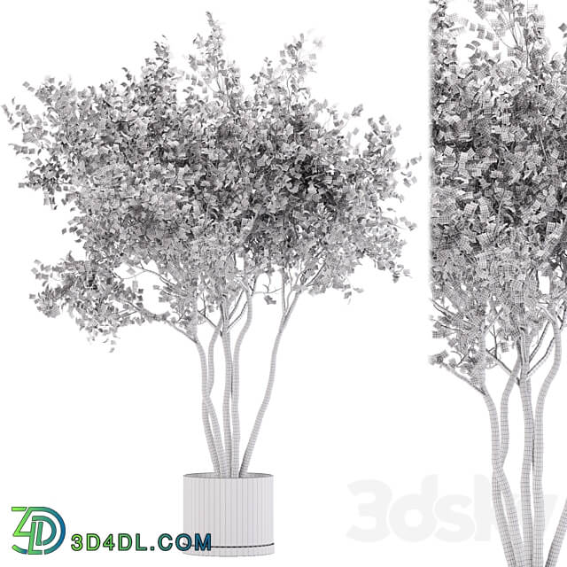 indoor plant set 31 3D Models