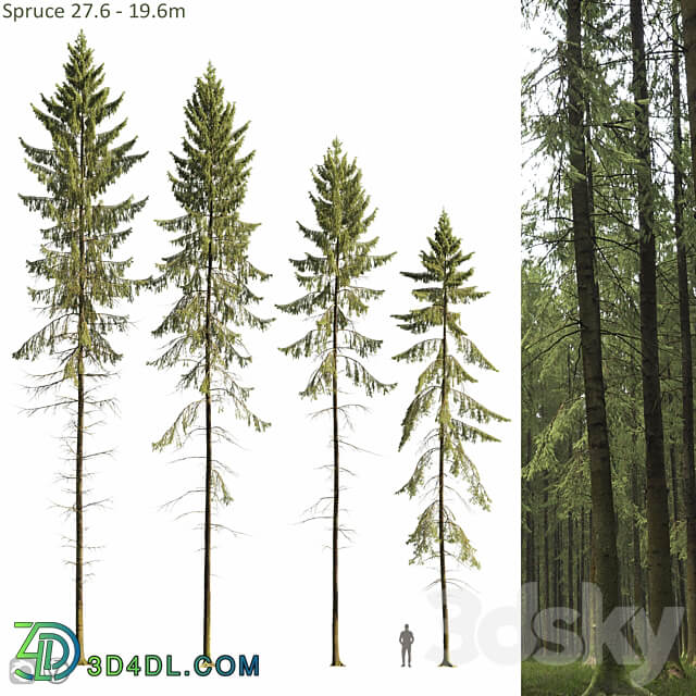 Spruce 3D Models