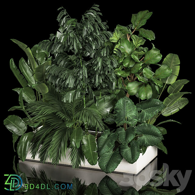 Plant collection 1113. Thickets bushes palm tree strelitzia landscaping exotic tropical flowerbed flowerpot home garden jungle ficus lirata 3D Models