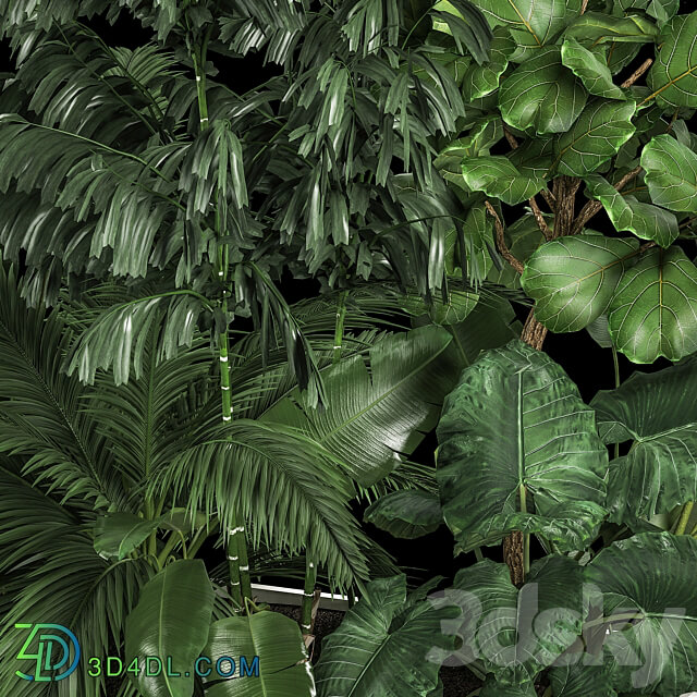 Plant collection 1113. Thickets bushes palm tree strelitzia landscaping exotic tropical flowerbed flowerpot home garden jungle ficus lirata 3D Models