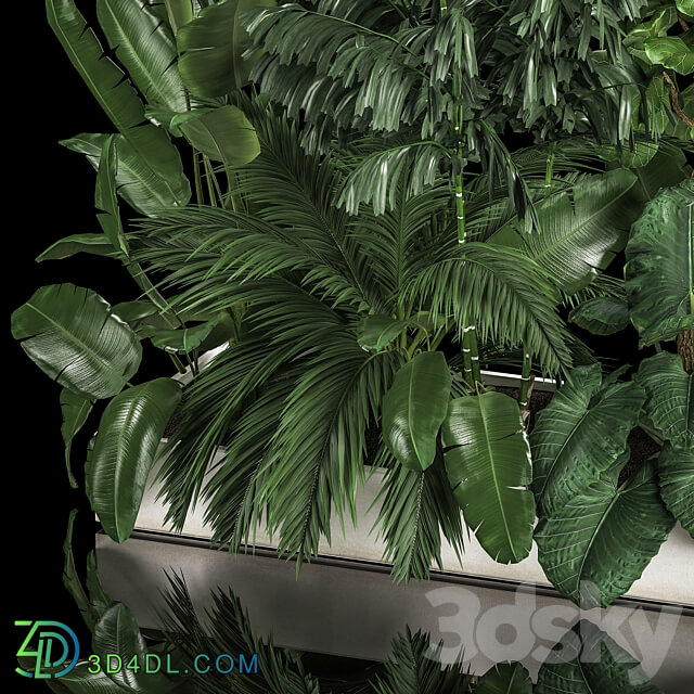 Plant collection 1113. Thickets bushes palm tree strelitzia landscaping exotic tropical flowerbed flowerpot home garden jungle ficus lirata 3D Models