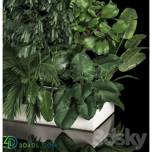 Plant collection 1113. Thickets bushes palm tree strelitzia landscaping exotic tropical flowerbed flowerpot home garden jungle ficus lirata 3D Models