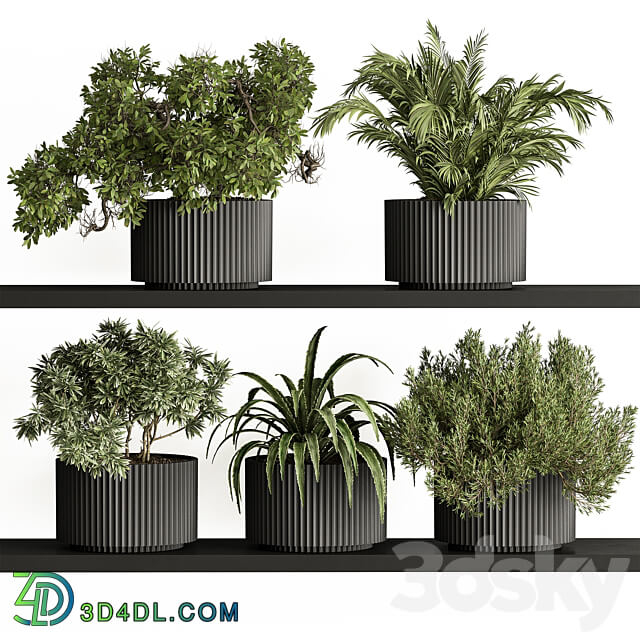 indoor Plant Set 402 Small Plant pot 3D Models