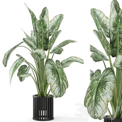 Indoor Plants in Metal Pot Set 842 3D Models 