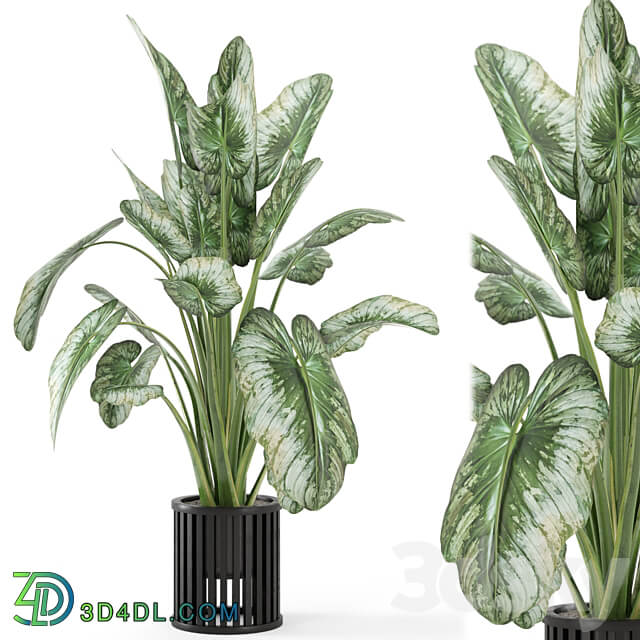 Indoor Plants in Metal Pot Set 842 3D Models