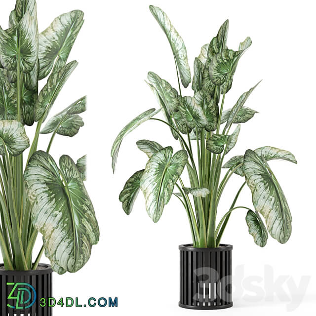 Indoor Plants in Metal Pot Set 842 3D Models