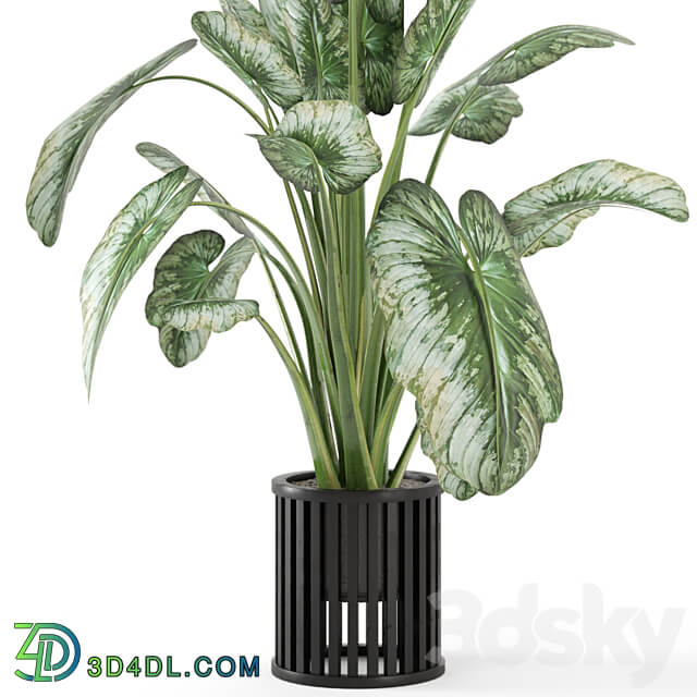 Indoor Plants in Metal Pot Set 842 3D Models