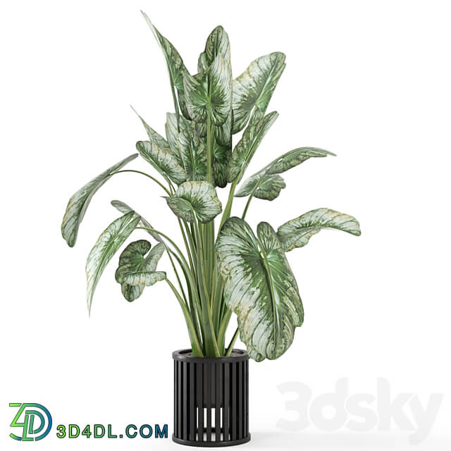 Indoor Plants in Metal Pot Set 842 3D Models