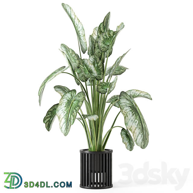 Indoor Plants in Metal Pot Set 842 3D Models