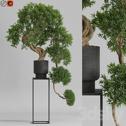 Plants collection 744 3D Models 